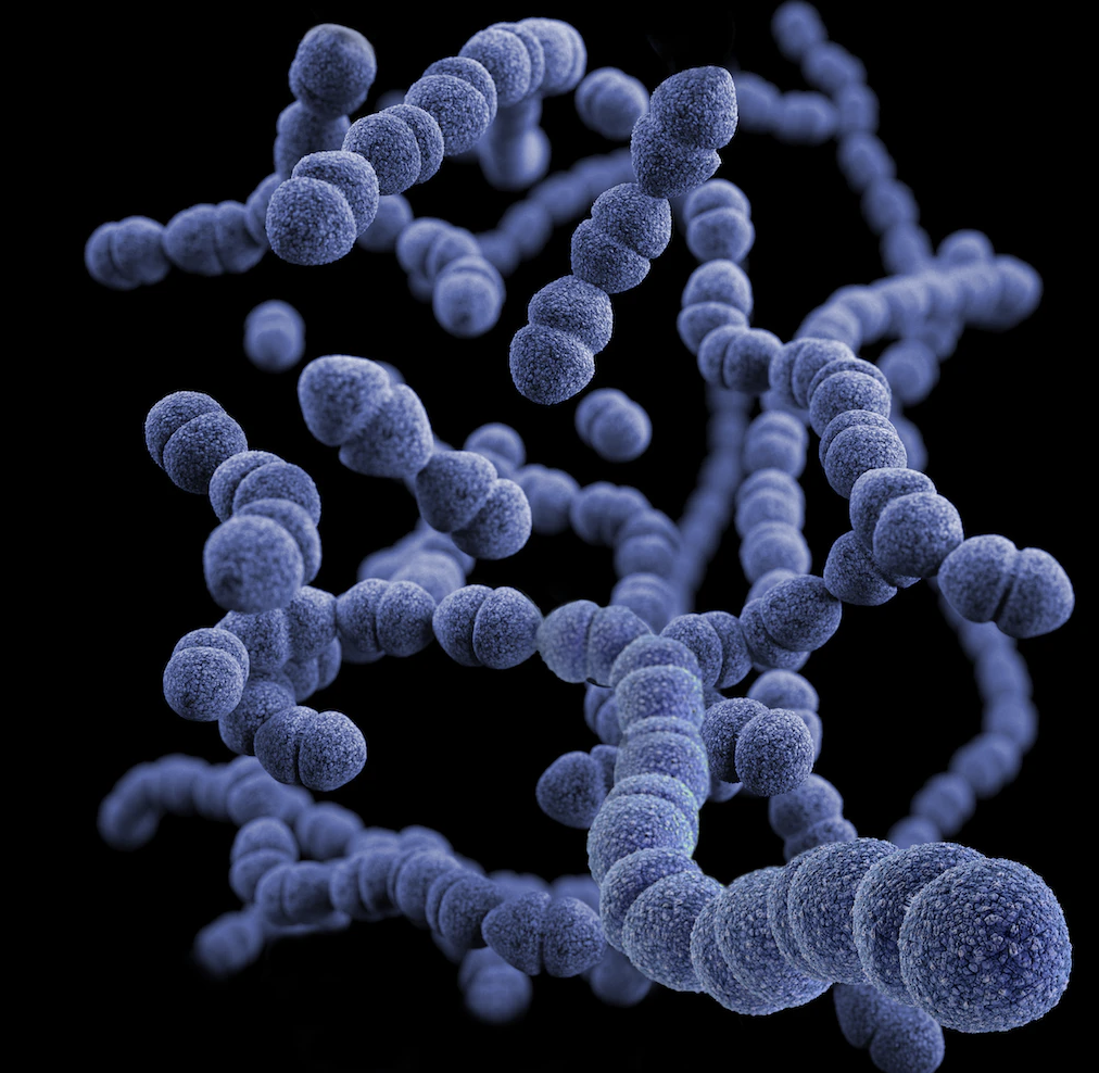 시아노박테리아 사진