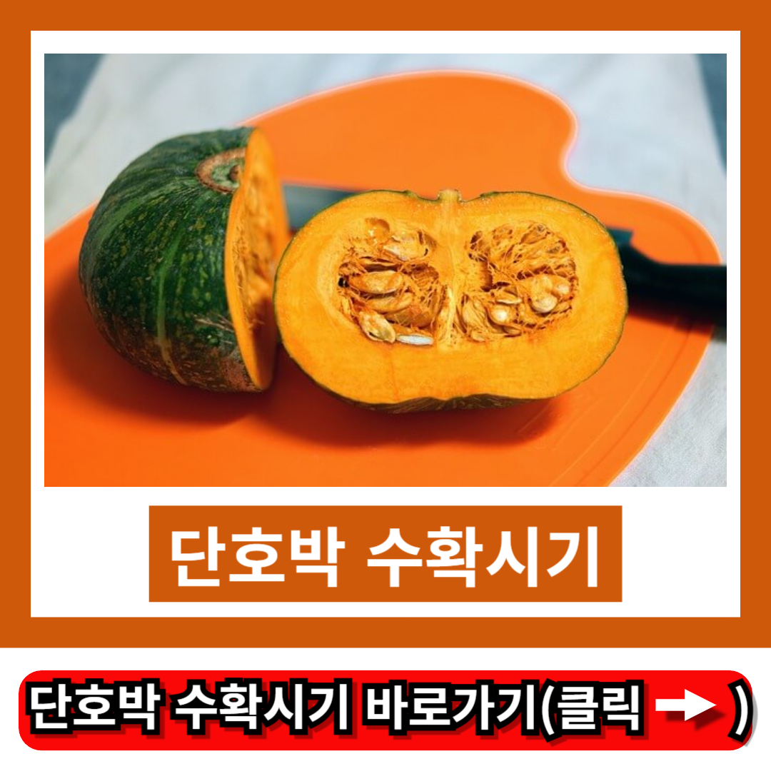 단호박 수확시기