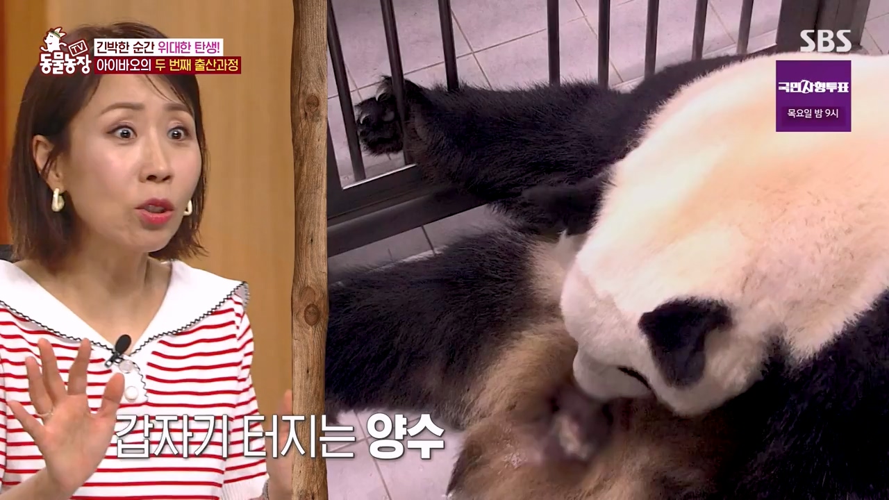 TV 동물농장.E1133.230814p-NEXT.mp4_20230813_171336.630.jpg