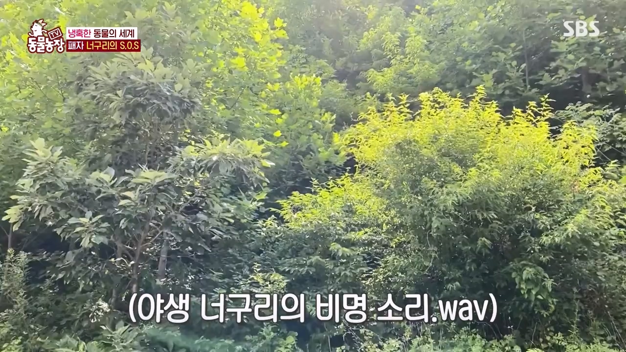 TV 동물농장.E1172.240520p-NEXT.mp4_20240519_165226.987.jpg