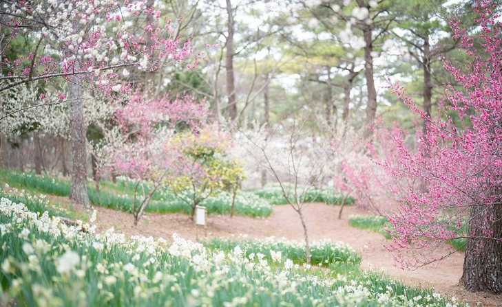 제주 한림공원 매화축제