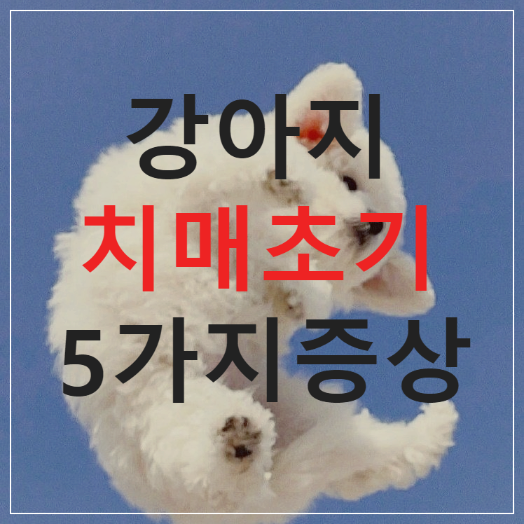 강아지 치매증상과 대처법