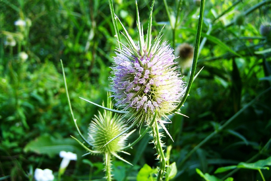  간에 좋은 밀크시슬(실리마린)?
