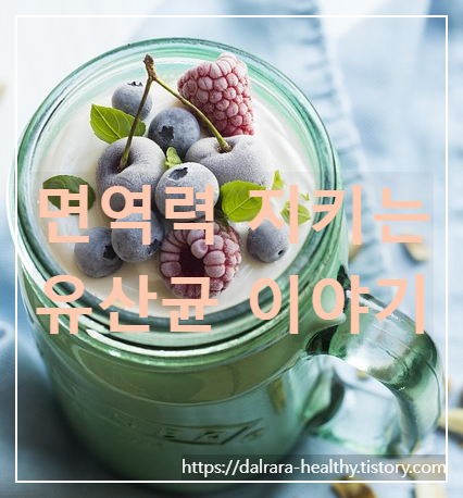  면역력 높여줄 유산균 복용법과 효과 주의 사항
