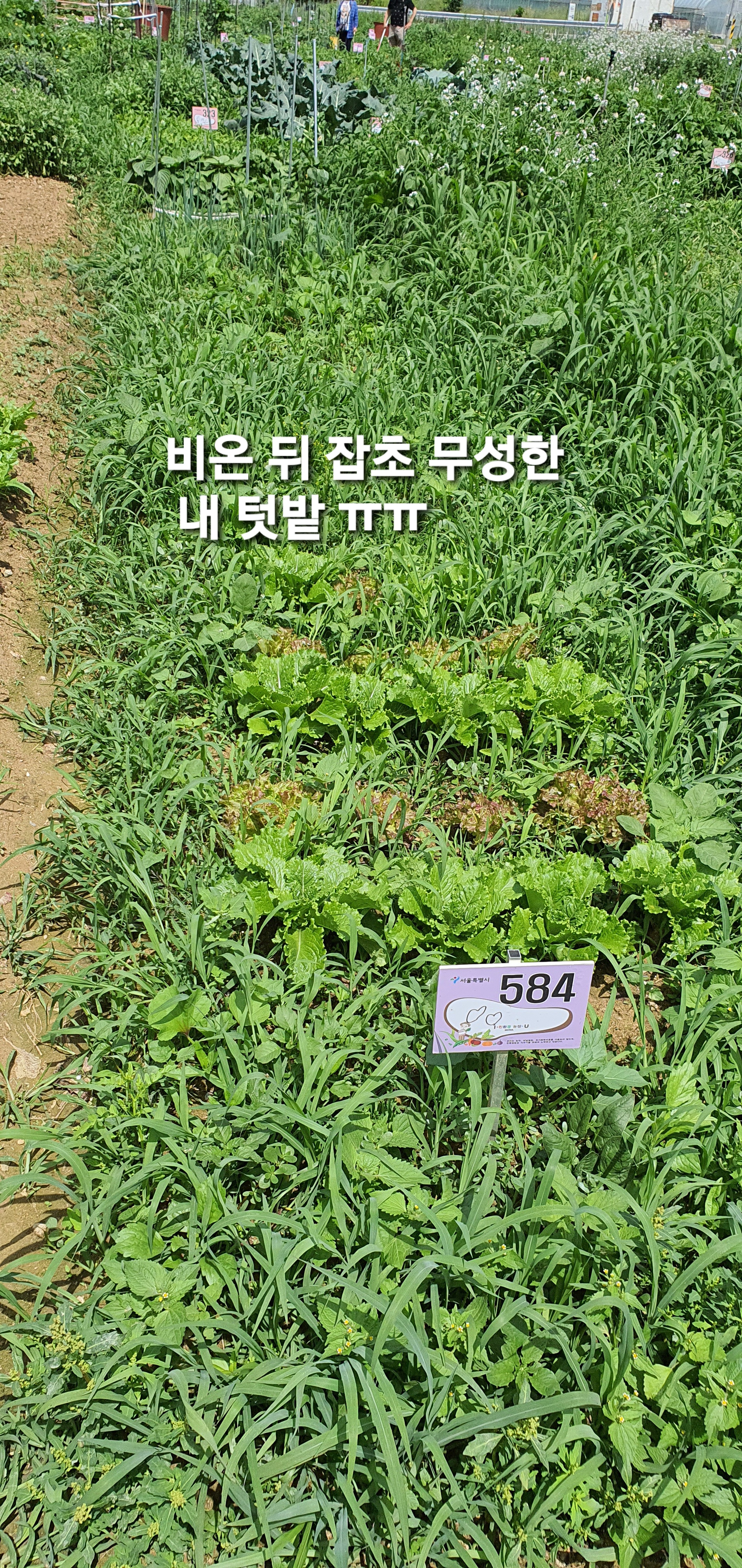  [도시농부일기] 주말농장 8번 째, 잡초뽑기, 상추수확,깻잎수확, 새 모종심기, 고구마심기, 토마토심기, 가지심기,오이심기, 땅콩심기, 토란심기, 부추심기