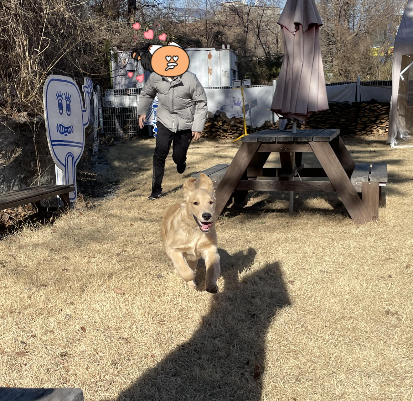 견생 6개월차 골댕, 견생 첫 천연 27