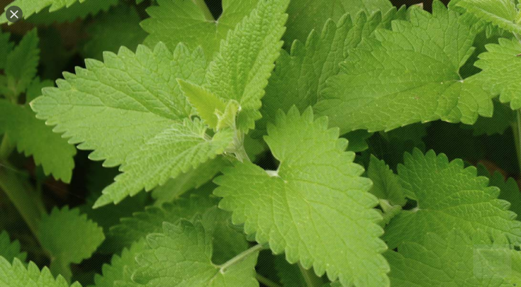  캣닢 (CATNIP) 효능 부작용 섭취법 알고 가세요.