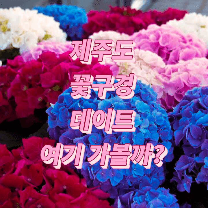 제주도-꽃구경-축제-데이트-가볼-만한-곳-추천-휴애리-봄-수국-축제