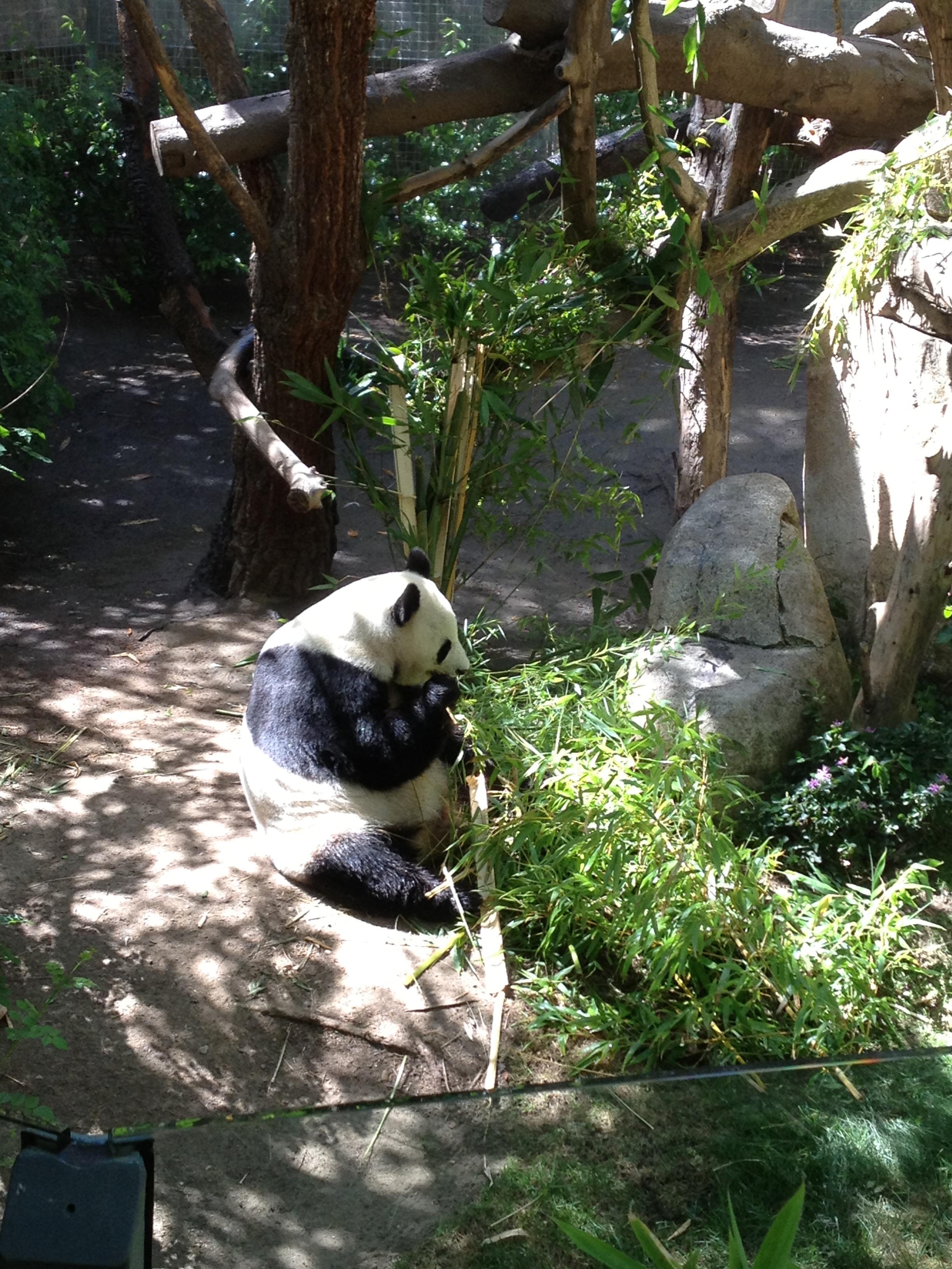 앉아서 대나무 먹고 있는 팬더