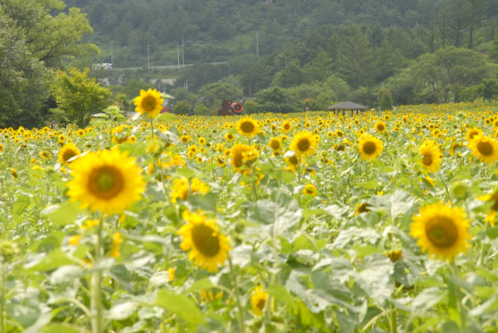 해바라기