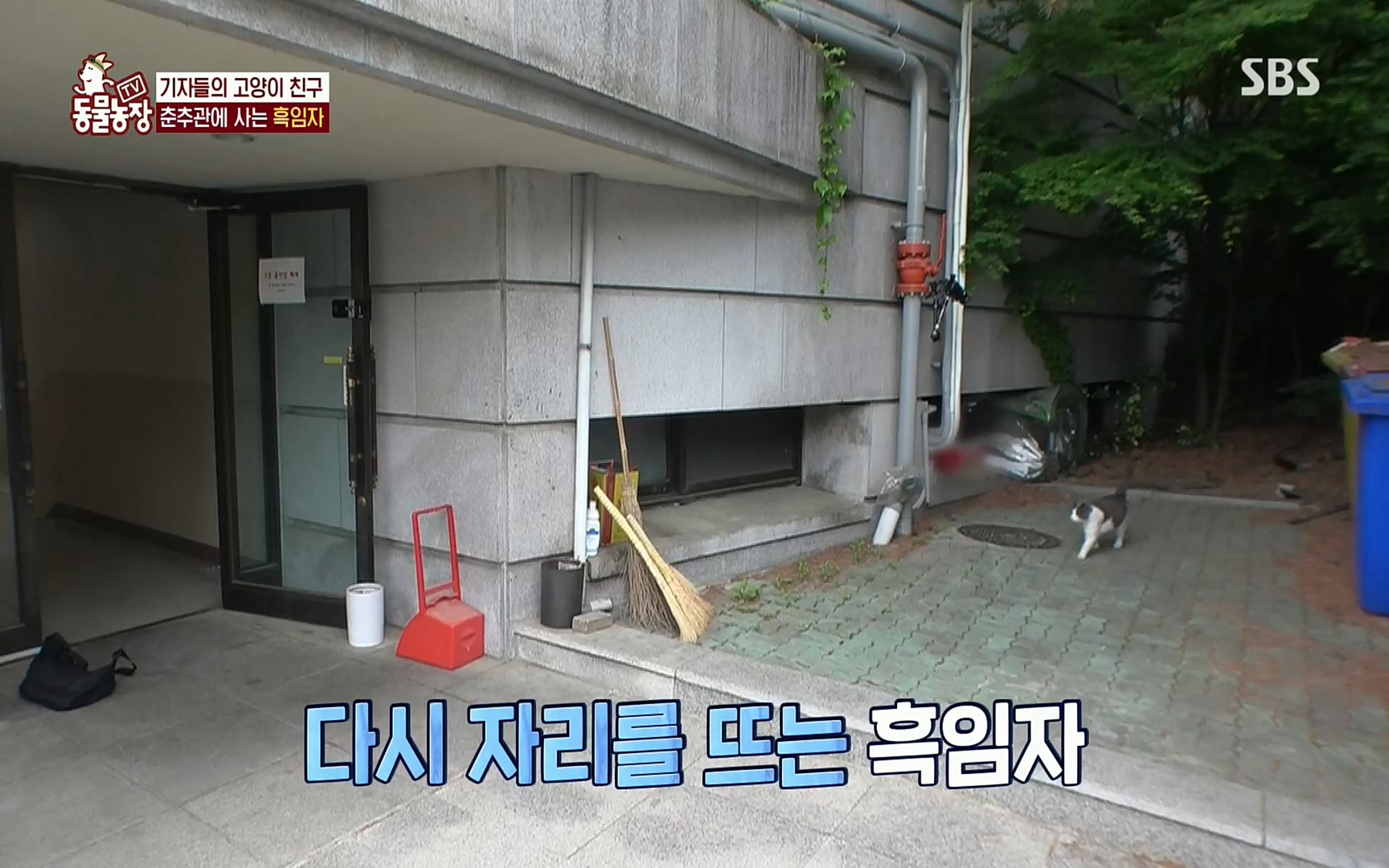 TV 동물농장.E1072.220605p.H264-F1RST.mp4_20220605_181435.605.jpg