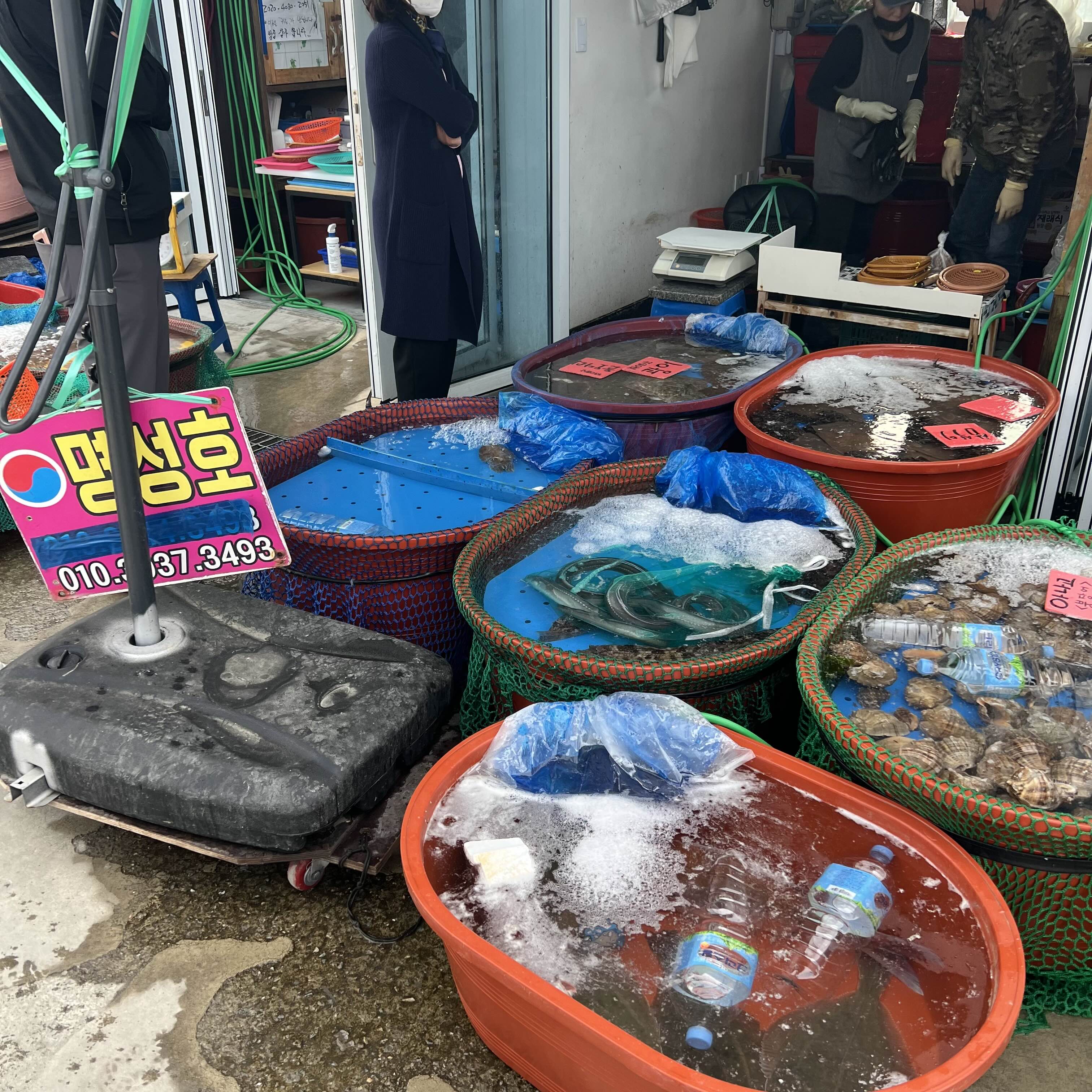  오이도 난전 어 시장 - 횟집, 회포장, 난전회포장 싸고 맛좋음 (오이도여행)