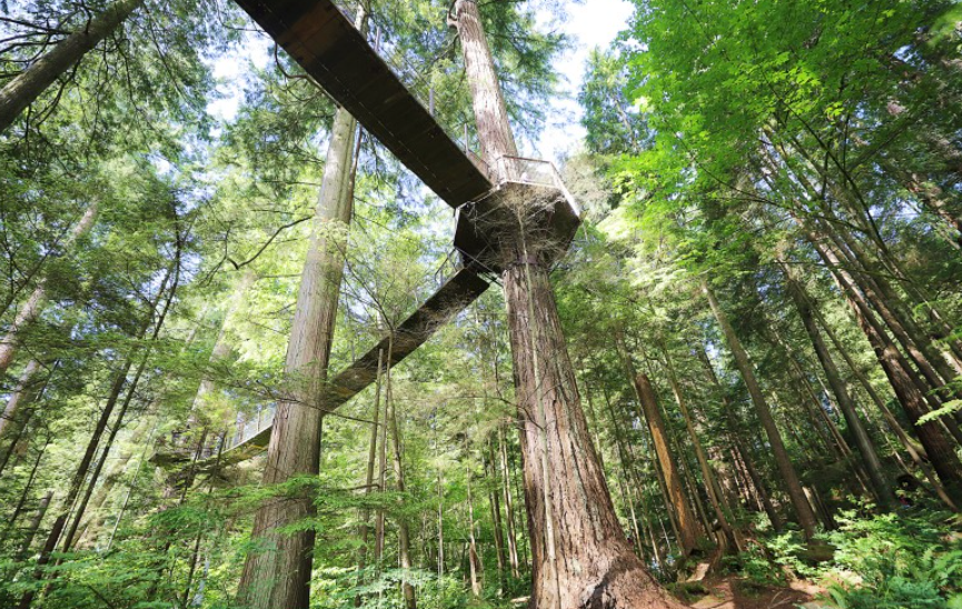 Treetops Adventure