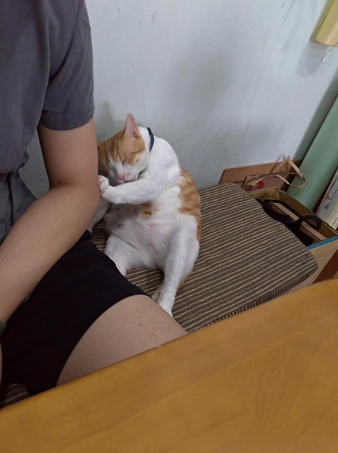  집사야! 내 찹쌀똑 궁디에 찡겼다냥!