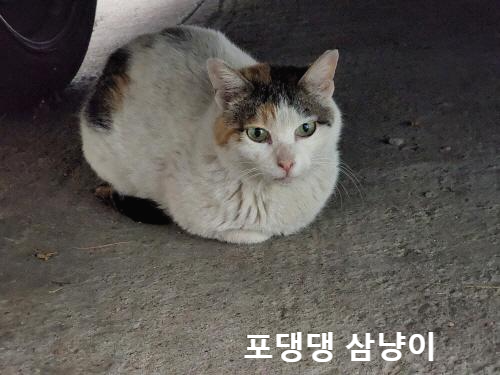 점심-먹으러-온-길고양이-이름은-보키입니다.
