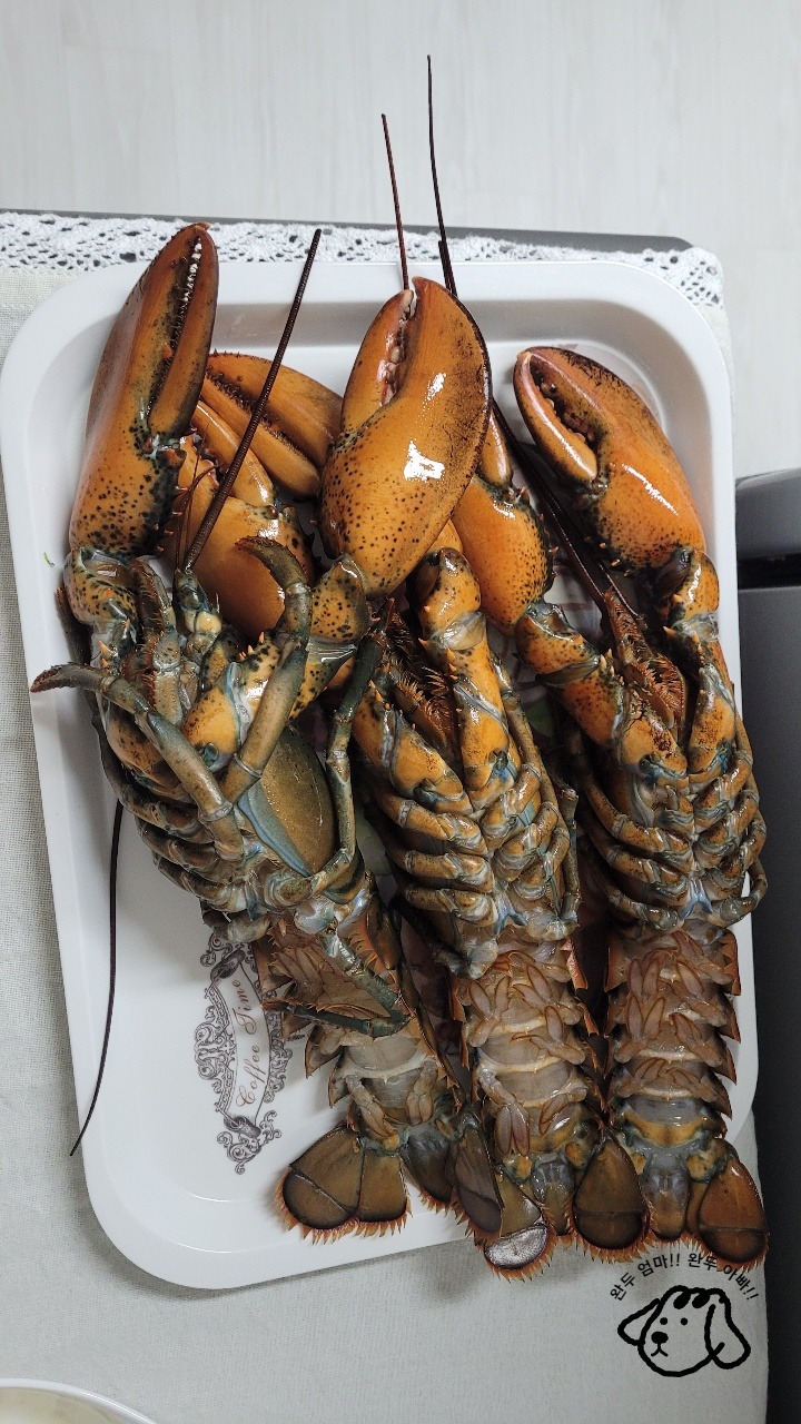 랍스터