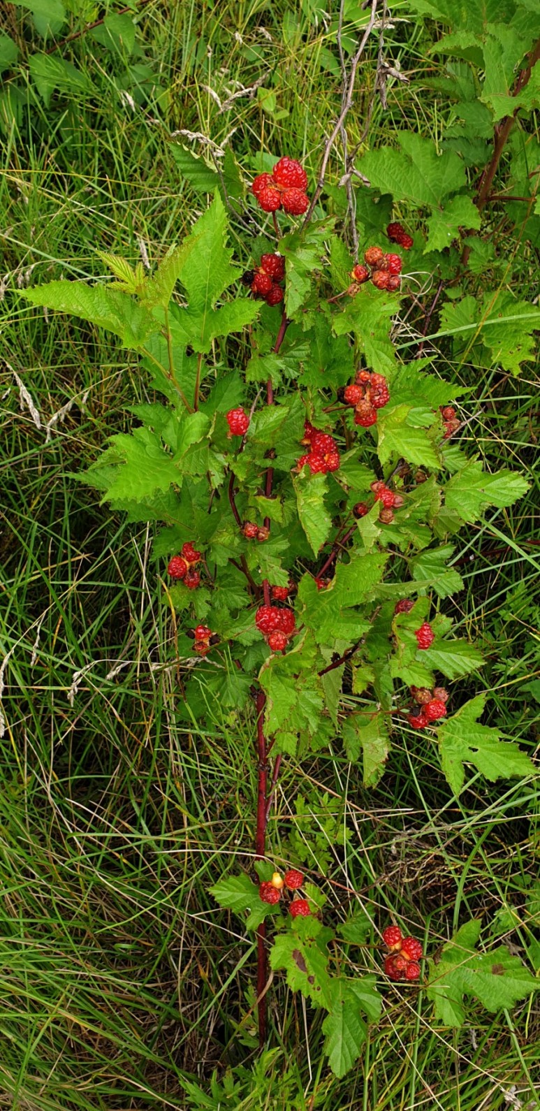 고추 ...모두싹 살포 물에 잠긴 7