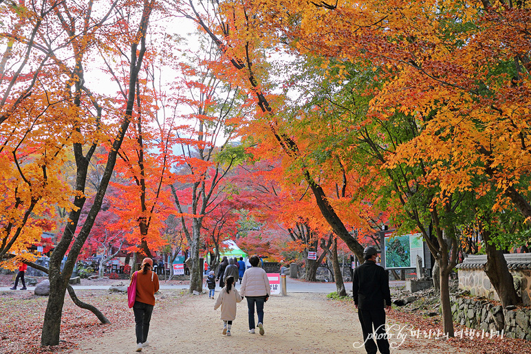 11/5 장산 단풍 절정의 정읍 내장사 14
