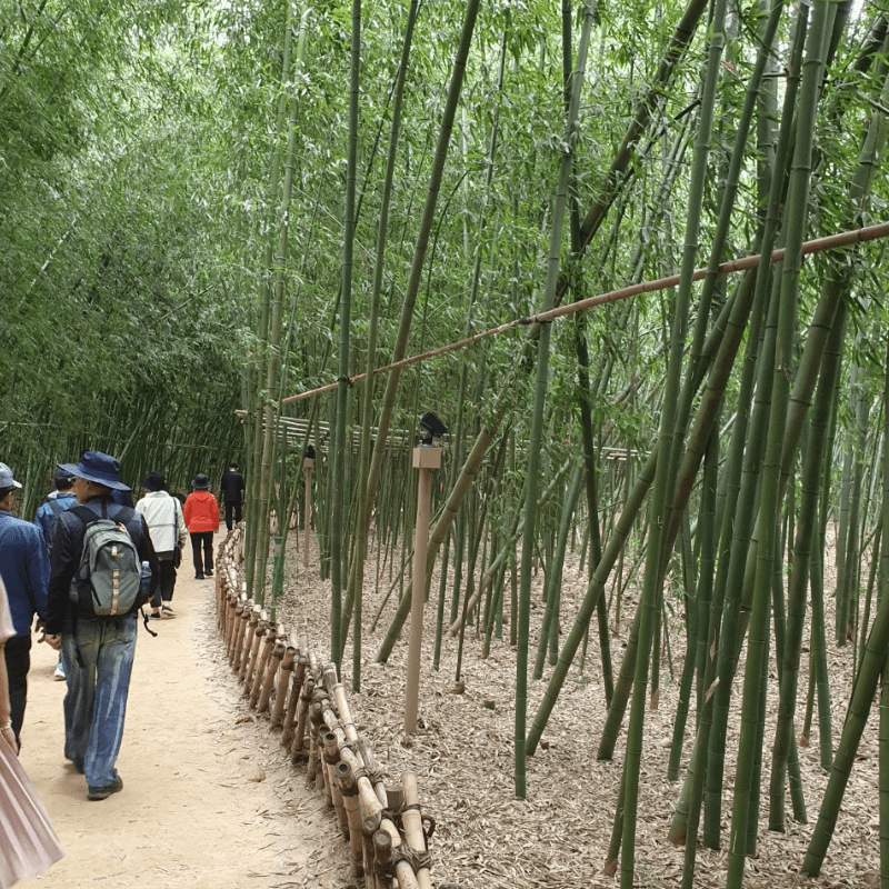 대나무숲
