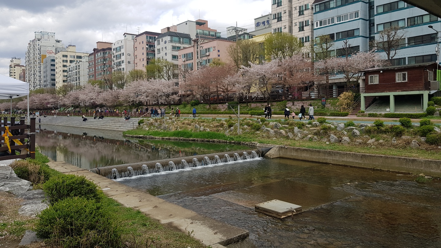  불광천 꽃탐방 다녀왔어요:) (은평구)