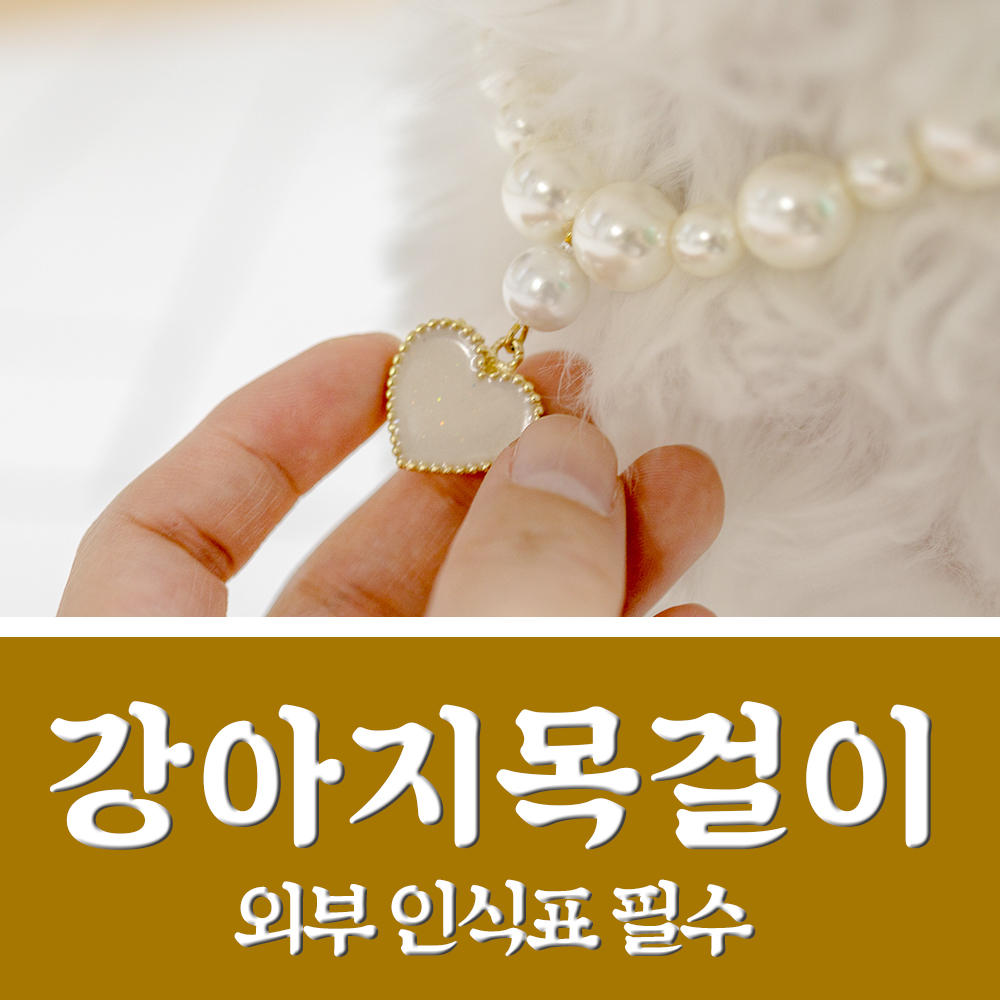  강아지목걸이 인식표 해야 하는 이유 (초보견주 필독)