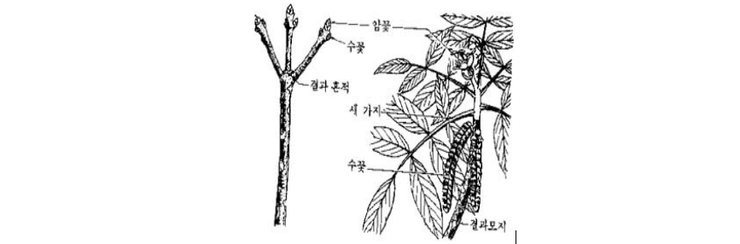 호두나무 재배방법,호두나무 병충해 방제법/재배적지