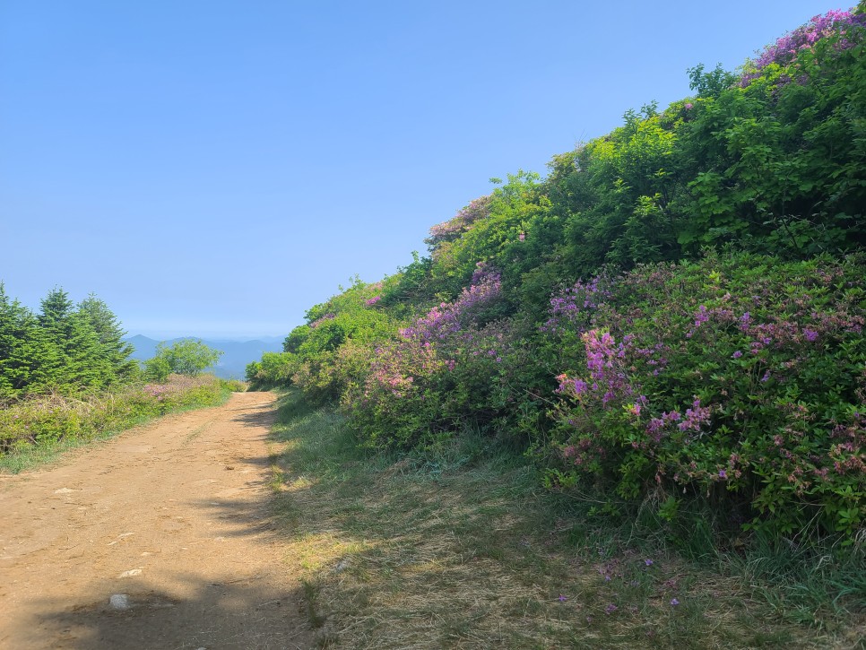 흑약 100대 지리산 바라봉 최단 등산코스 6