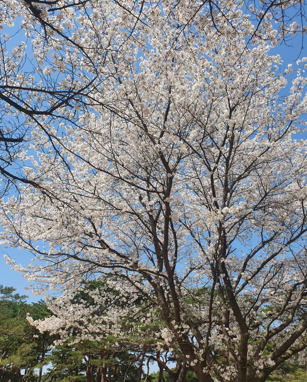 하회마을 벚꽃나무2