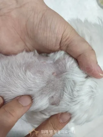 강아지 쥐젖 사마귀 지방종 증상 치료법_15