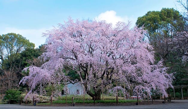 오래된 나무가 보라색 꽃을 피우고 있다.