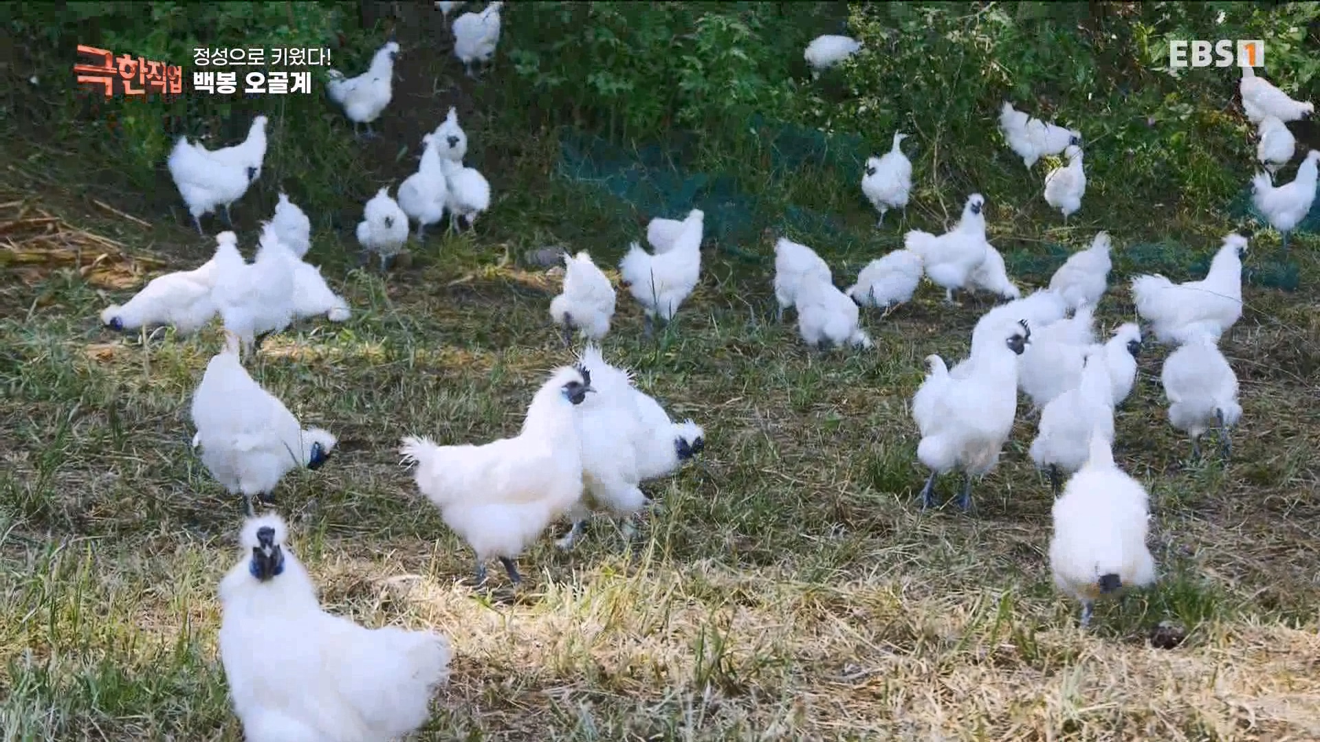 [극한 직업] 상황버섯, 백봉 오골계, 흑염소 230923.mp4_20230925_204006.341.jpg