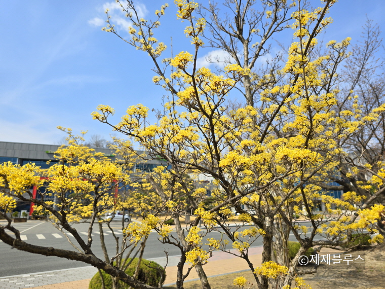 산수유-개화