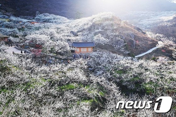 매화축제