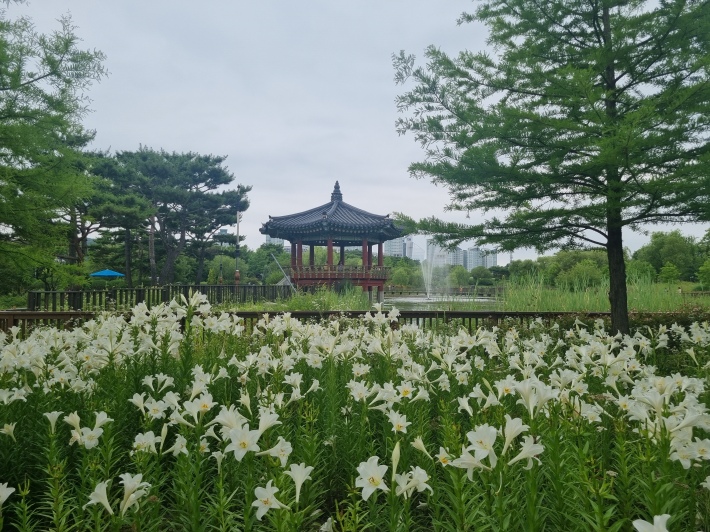 화목정-나리꽃단지