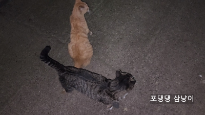 밥-언니-앞을-막아서는-고양이.