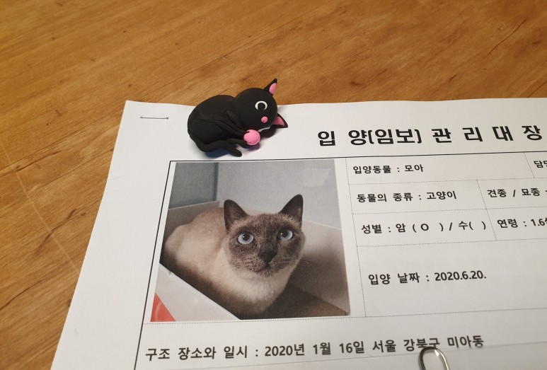 샴 고양이 '모아'의 일생에 가족을 찾습니다 [입양 완료] 추운 겨울 화단에 버려졌다 6