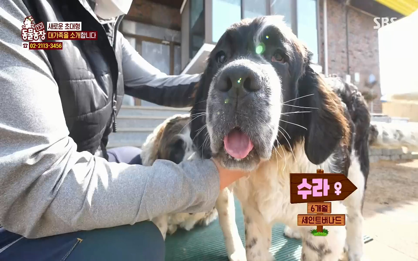 TV 동물농장.E1064.220410p.H264-F1RST.mp4_20220410_184934.962.jpg