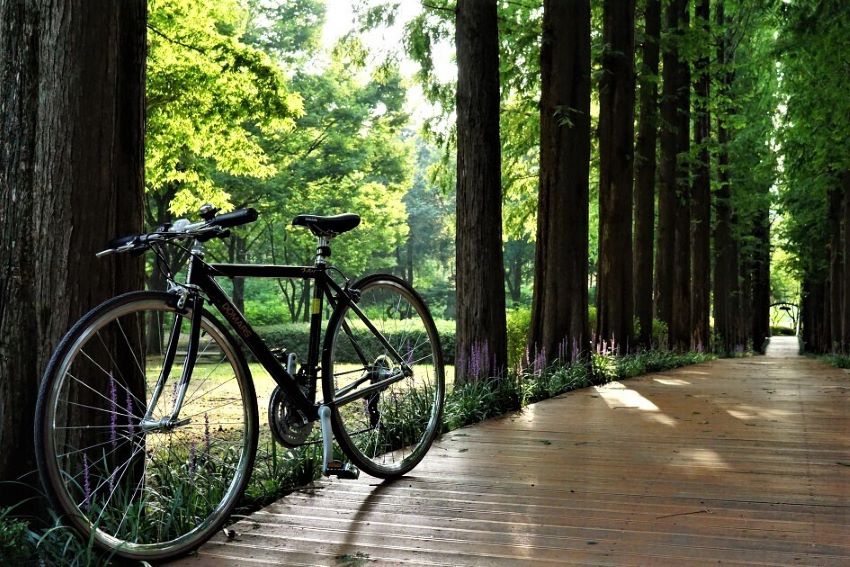 메타세쿼이아 길&#44; 좌측 나무에 기대놓은 자전거&#44; 강렬한 햇빛&#44; 나무 사이로 푸르른 녹음&#44;