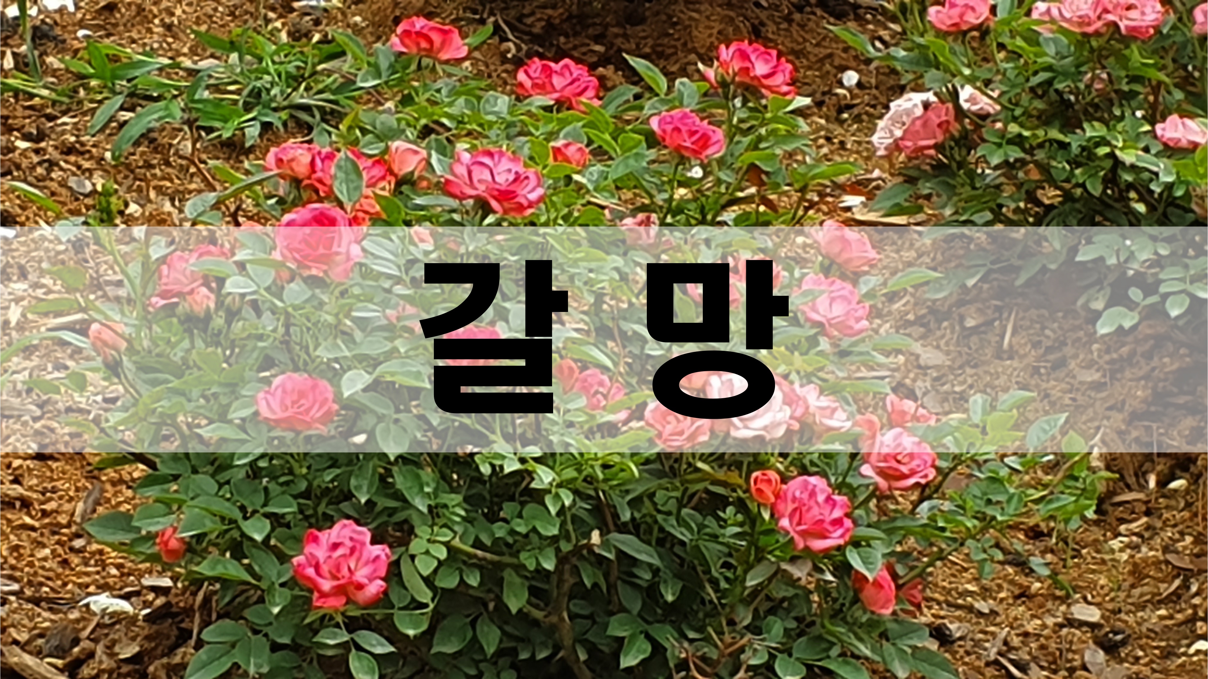  갈망 [성장 명언]