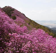 영취산 진달래