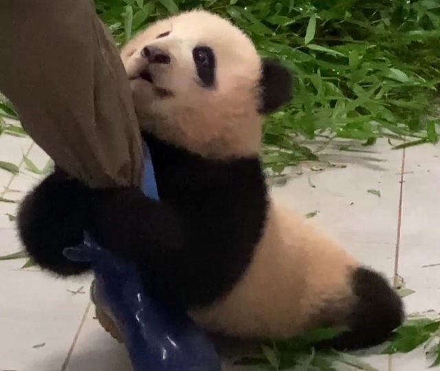 강바오와 푸바오