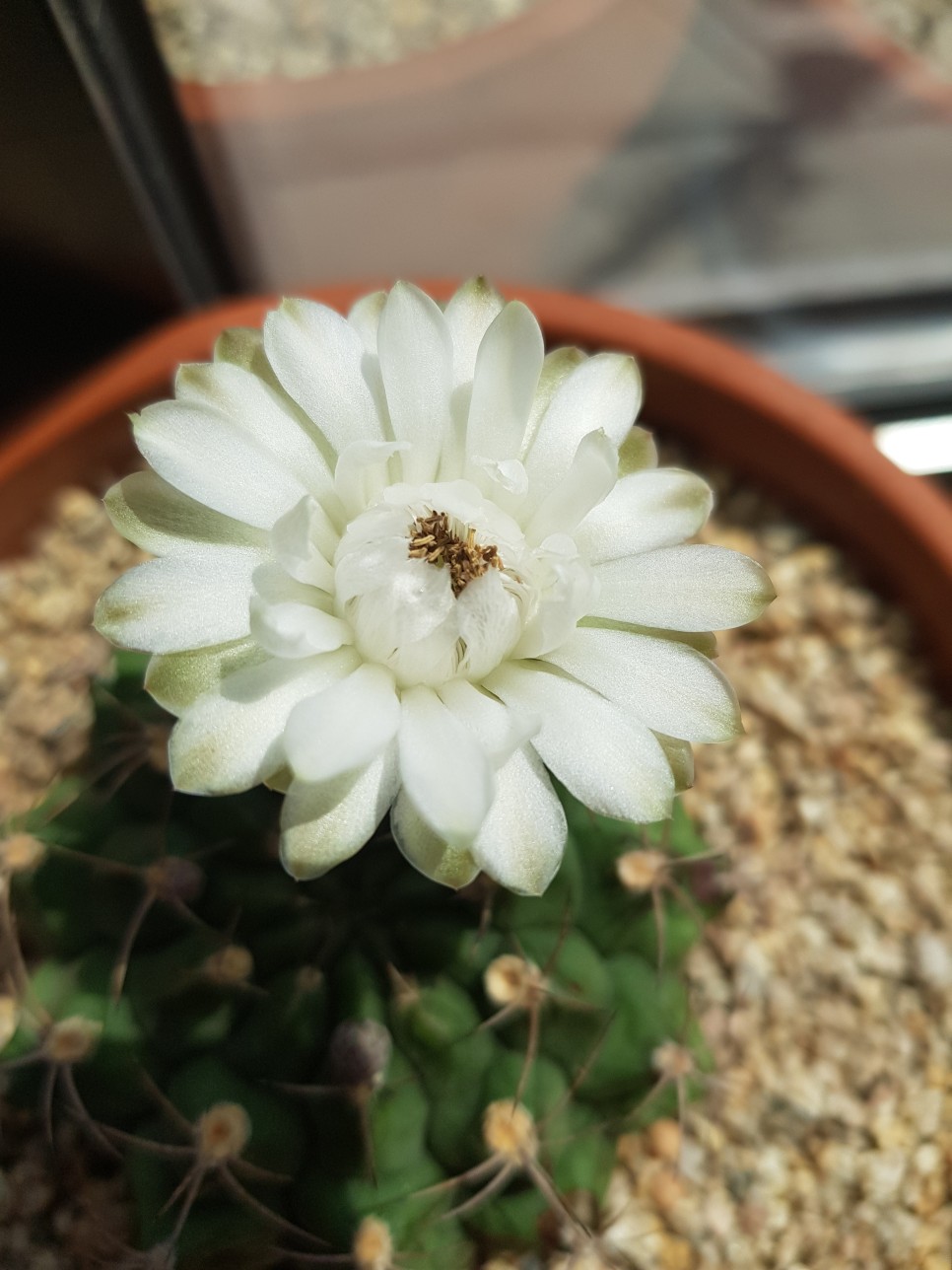 취황관
