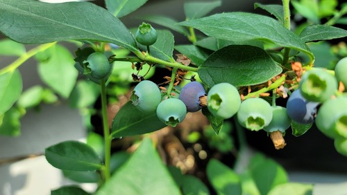 드디어 보라색으로 변해가고 있는 블루베리 열매