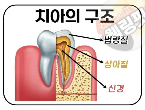 치아는-크게-3가지-구조물로-이루어져-있습니다.