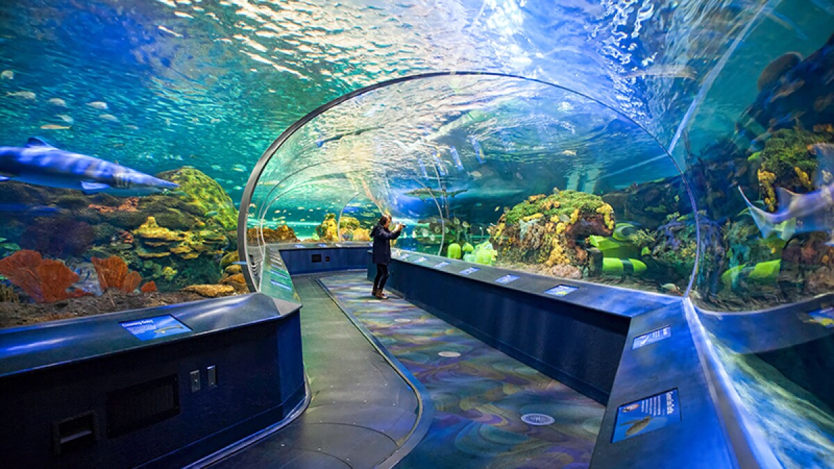 캐나다 리플리 아쿠아리움 Ripley&#39;s Aquarium of Canada