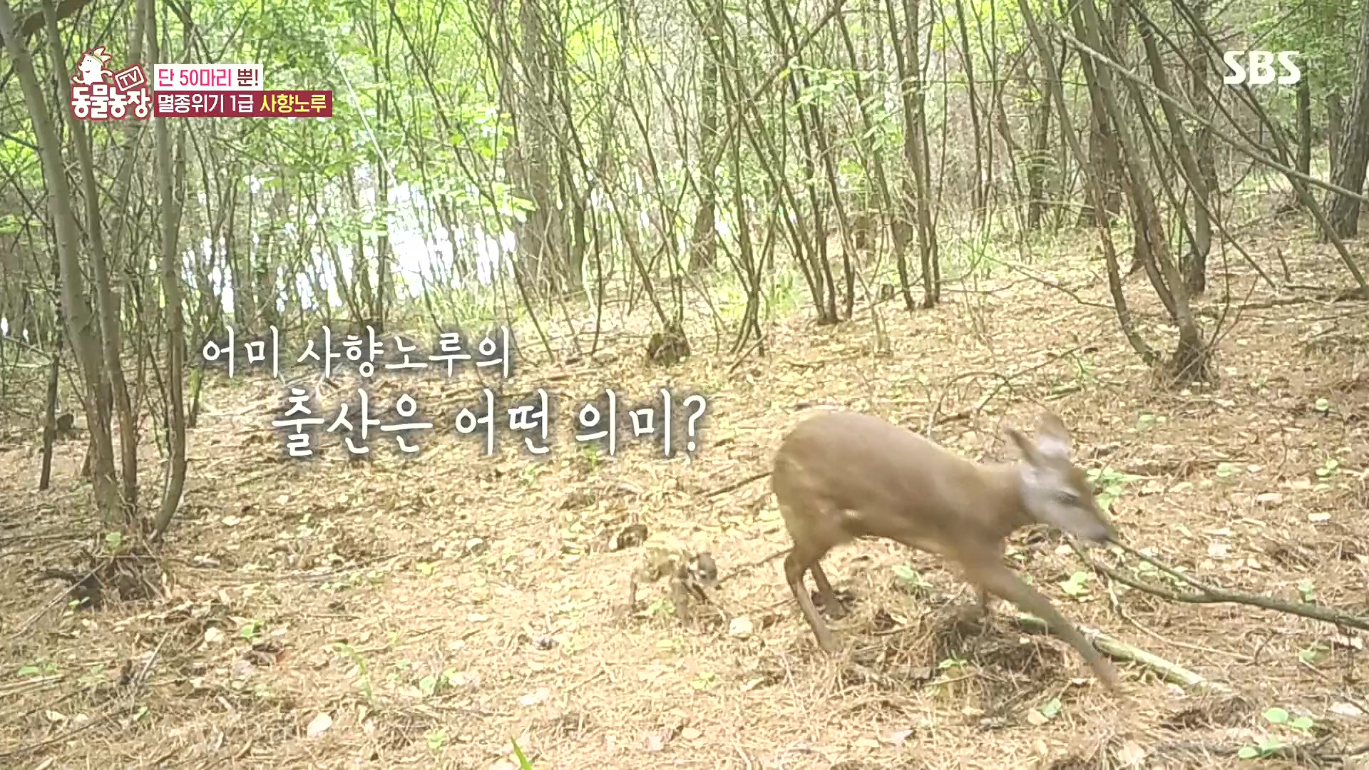 TV 동물농장.E1185.240818p.H264-F1RST.mp4_20240818_161120.793.jpg