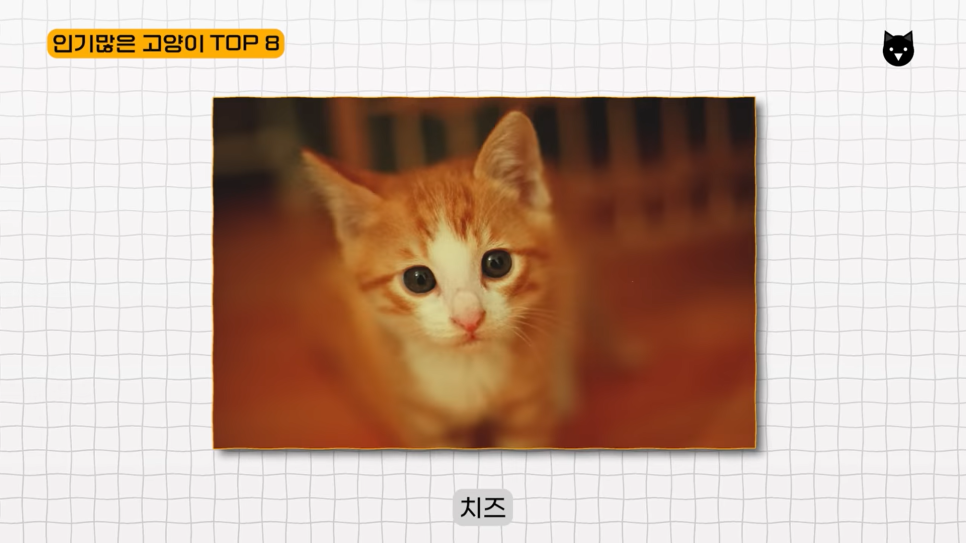  한국에서 가장 인기 많은 반려묘 고양이 품종 TOP 8