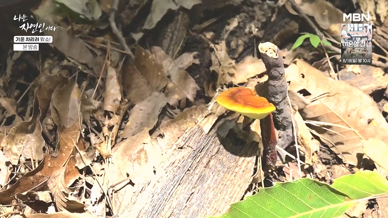 나는 자연인이다.E617.240808p-NEXT.mp4_20240808_195054.536.jpg