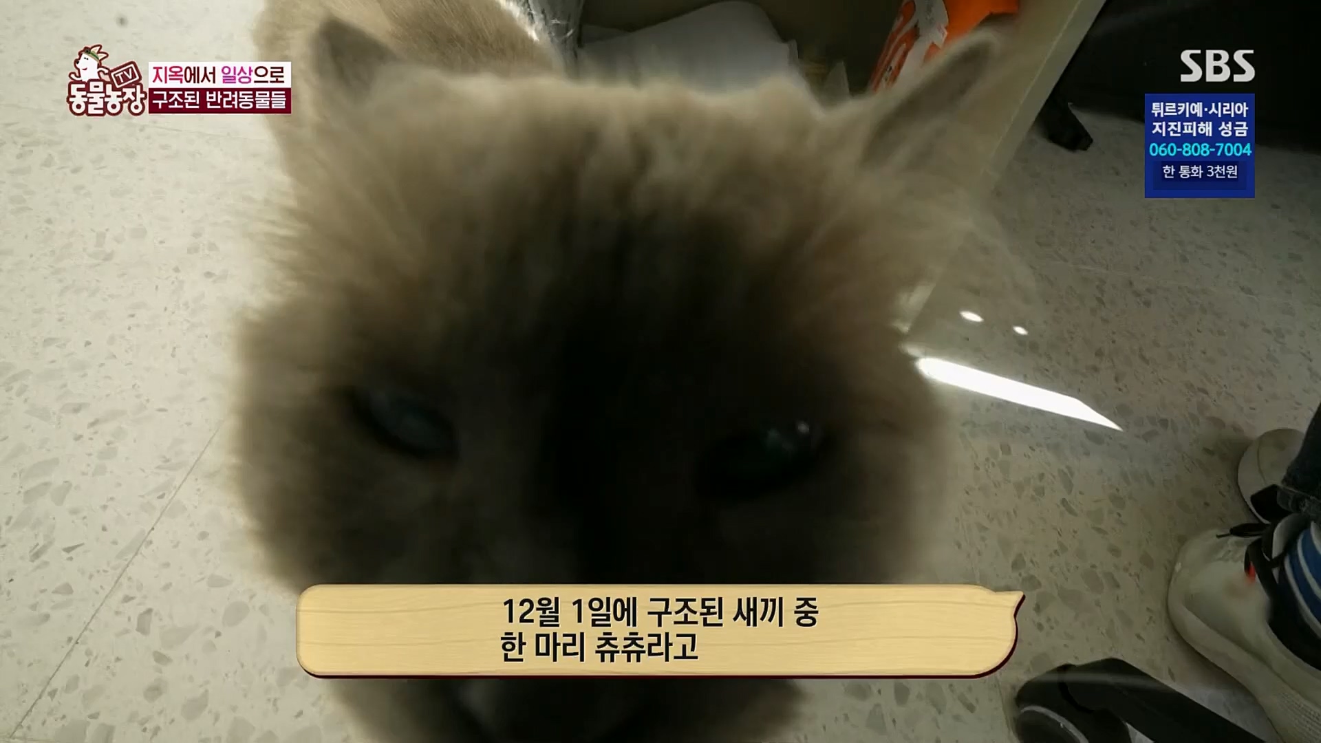 TV 동물농장.E1108.230212p.H264-F1RST.mp4_20230212_182206.711.jpg