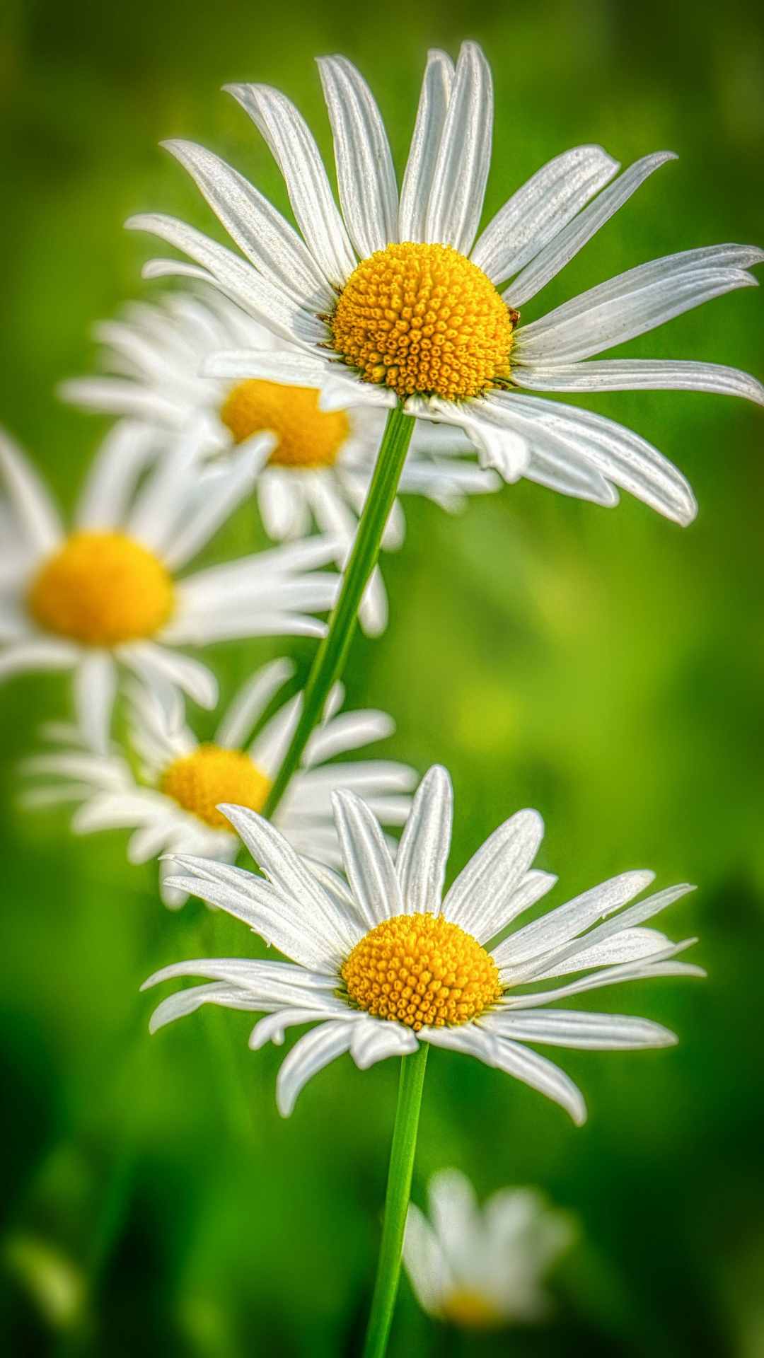 Daisy Flower iPhone Wallpaper